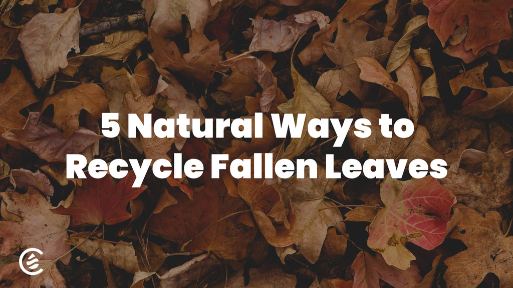 Cedarcide Blog Post Image, 5 Natural Ways to Recycle Fallen Leaves