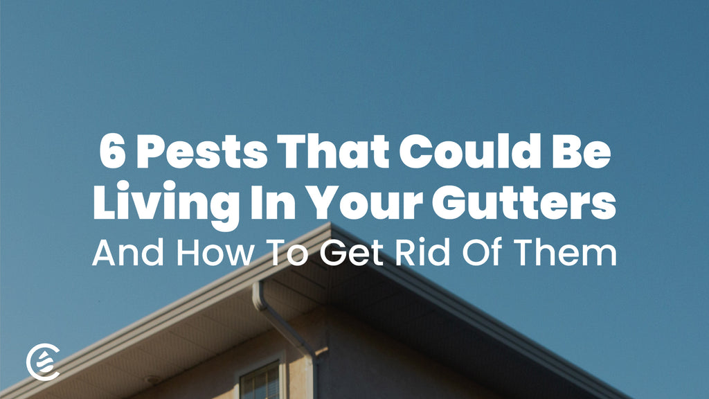 Cedarcide Blog Post Image, 6 Pests that Could be Living in Your Gutters