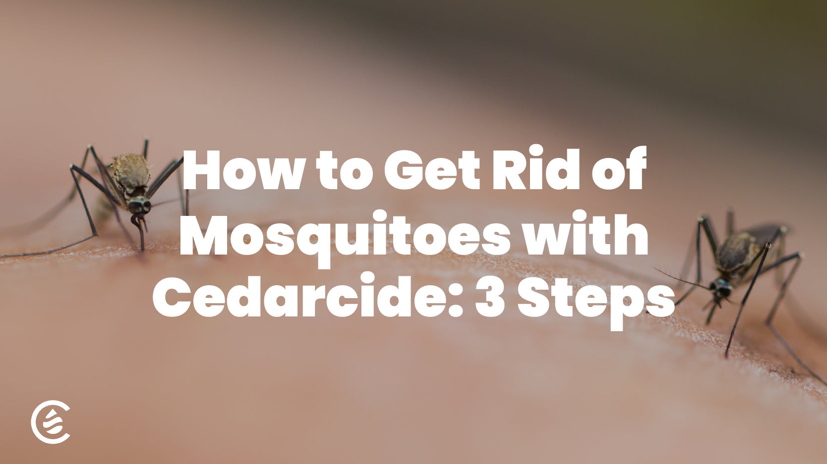 Cedarcide Blog Post Image, How to Get Rid of Mosquitoes with Cedarcide: 3 Simple Steps