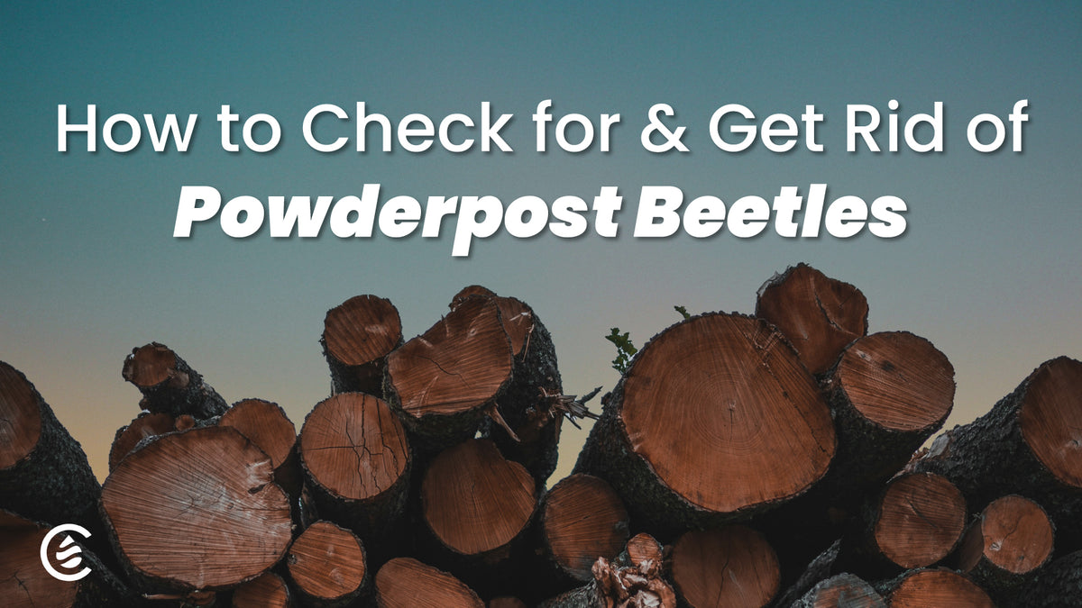 Naturally Get Rid of Powderpost Beetles Cedarcide