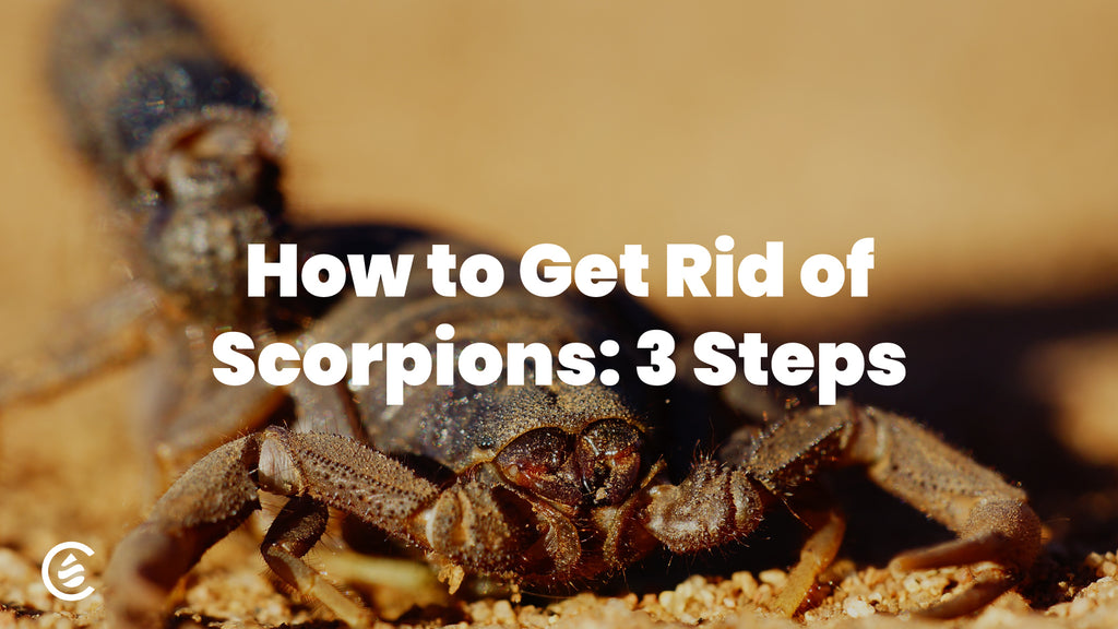 Cedarcide Blog Post Image, How to Get Rid of Scorpions: 3 Steps