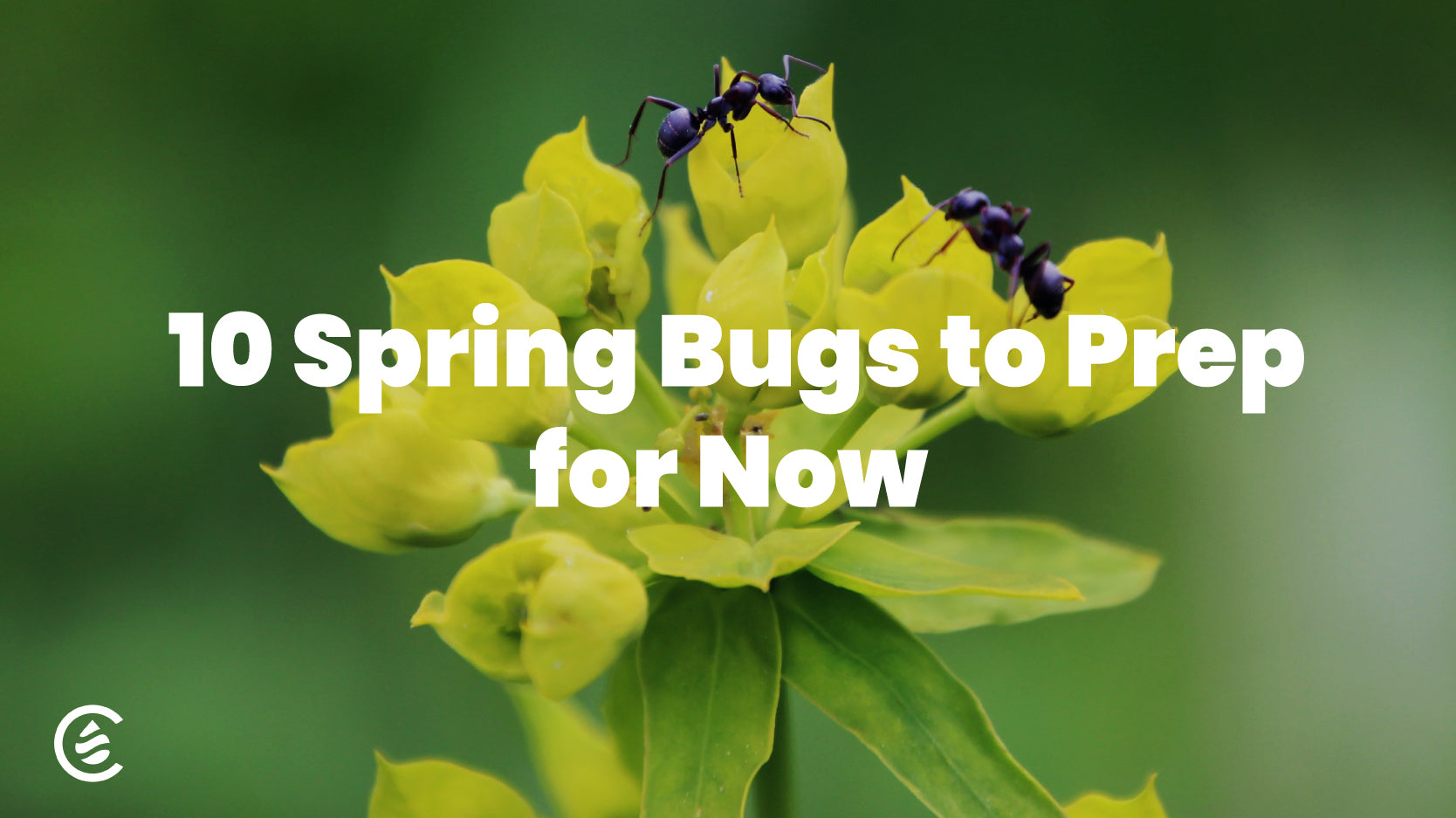 10 Spring Bugs to Prep for Now, ants walking on spring flower