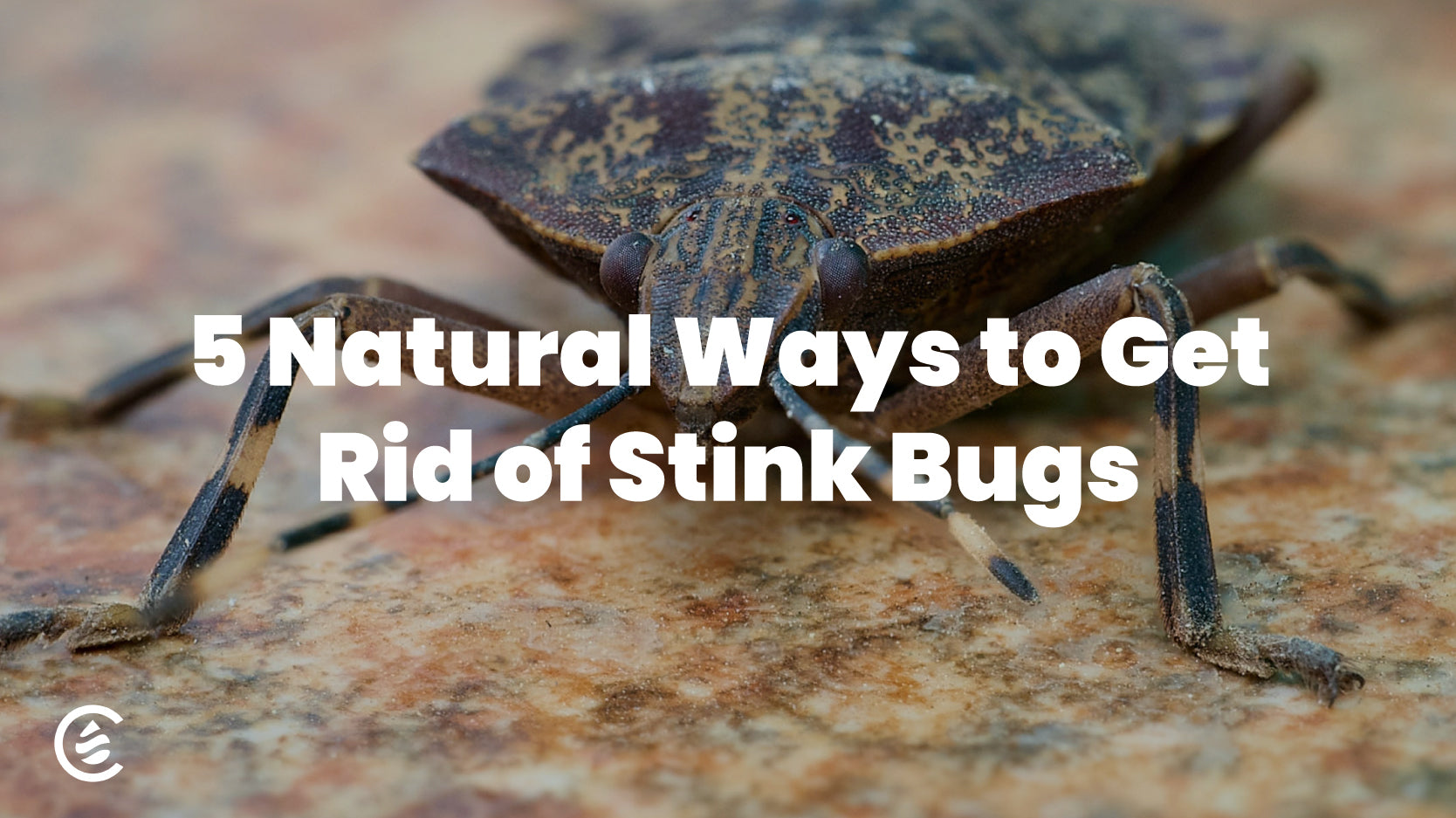 Cedarcide Blog Post Image, 5 Natural Ways to Get Rid of Stink Bugs