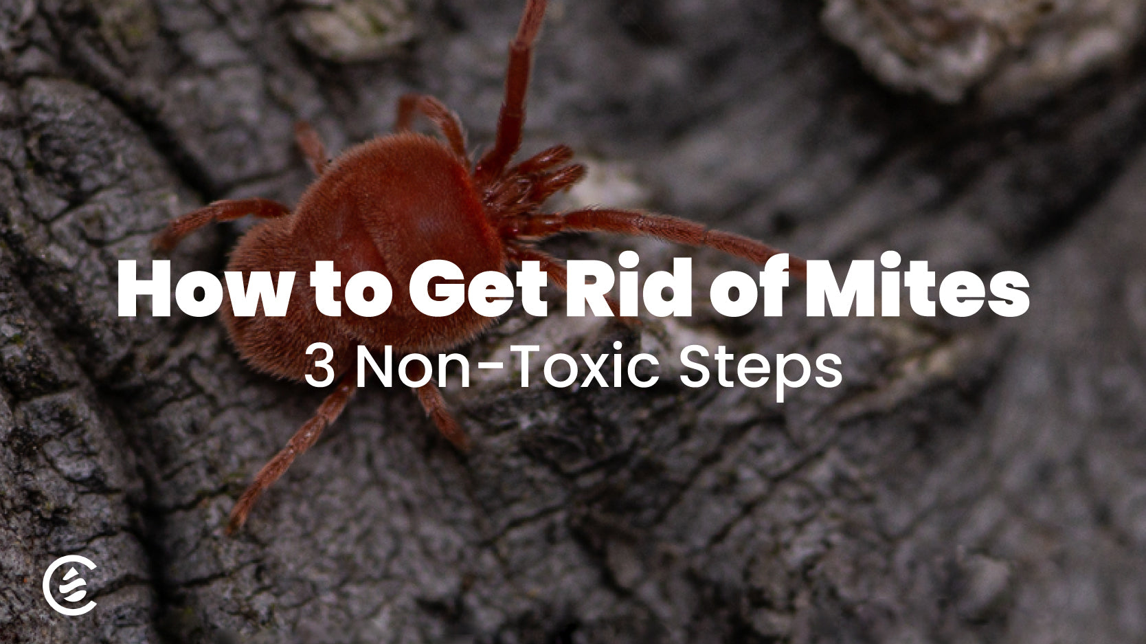 how to get rid of mites, mite on bark