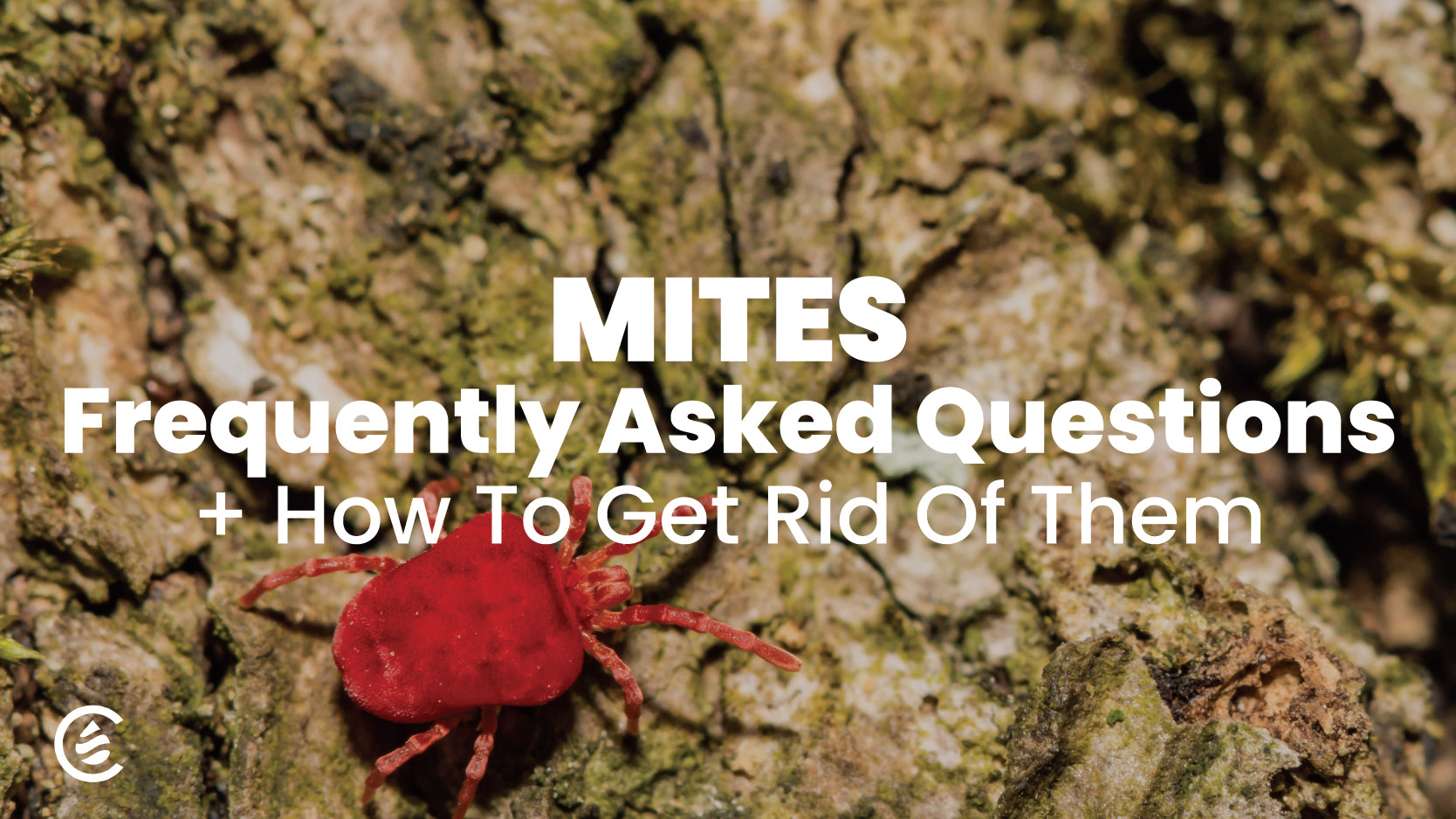 Mite FAQs | How to Get Rid of Mites | Cedarcide