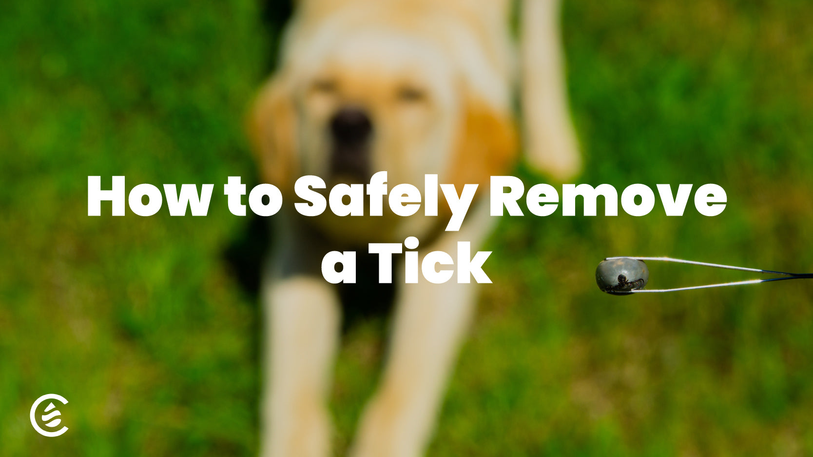 Cedarcide Blog Post Image, How to Safely Remove a Tick