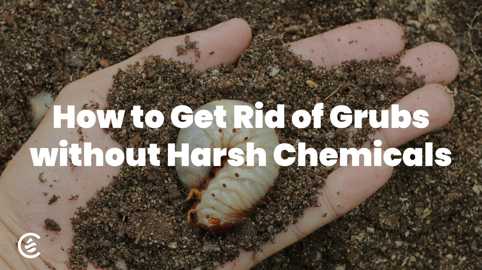 Cedarcide Blog Post Image, How to Get Rid of Grubs Naturally