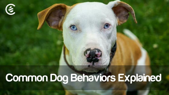 Cedarcide Blog Post Image, 8 Common Dog Behaviors Explained