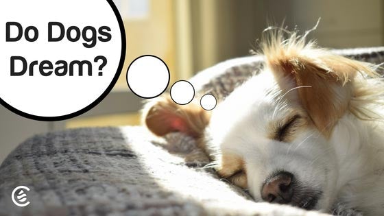 Cedarcide Blog Post Image, Do Dogs Really Dream?