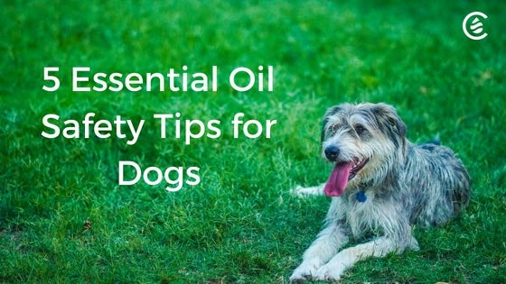 Cedarcide Blog Post Image, 5 Essential Oil Safety Tips for Dogs
