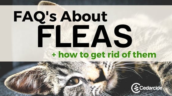 Cedarcide Blog Post Image, FLEAS: Frequently Asked Questions