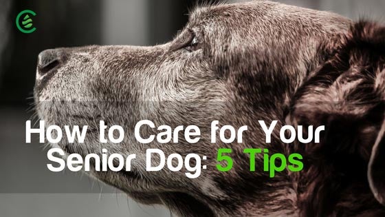 Cedarcide Blog Post Image, How to Care for Your Senior Dog: 6 Tips