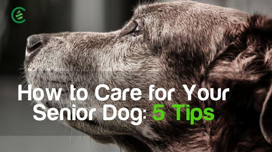 Cedarcide Blog Post Image, How to Care for Your Senior Dog: 6 Tips