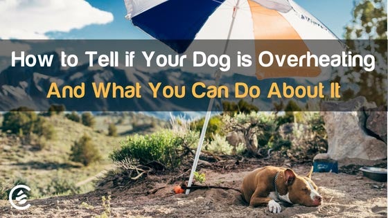 Cedarcide Blog Post Image, How to Tell if Your Dog is Overheating (And What You Can Do About It)