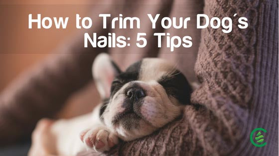 Cedarcide Blog Post Image, How to Trim Your Dog's Nails: 5 Tips