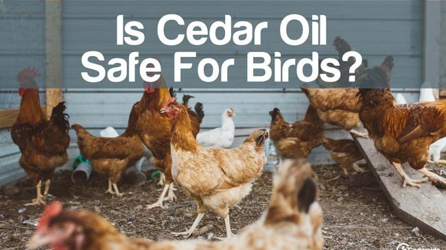 Cedarcide Blog Post Image, Is Cedar Oil Safe For Birds?