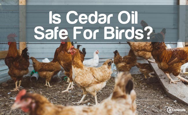 Cedarcide Blog Post Image, Is Cedar Oil Safe For Birds?