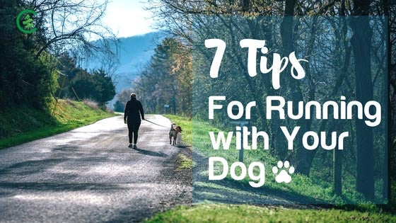 Cedarcide Blog Post Image, 7 Tips for Running with Your Dog