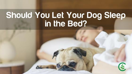 Cedarcide Blog Post Image, Should You Let Your Dog Sleep in the Bed?
