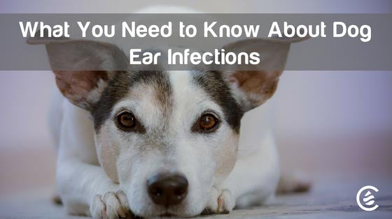 Cedarcide Blog Post Image, What You Need to Know About Dog Ear Infections