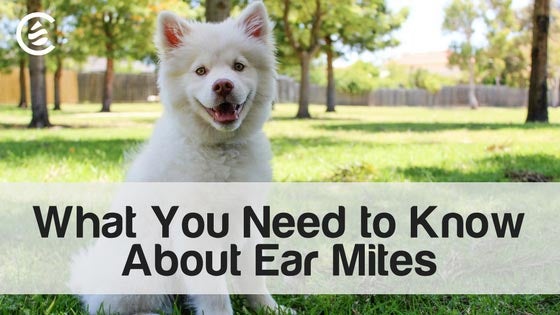 Cedarcide Blog Post Image, What You Need to Know About Ear Mites