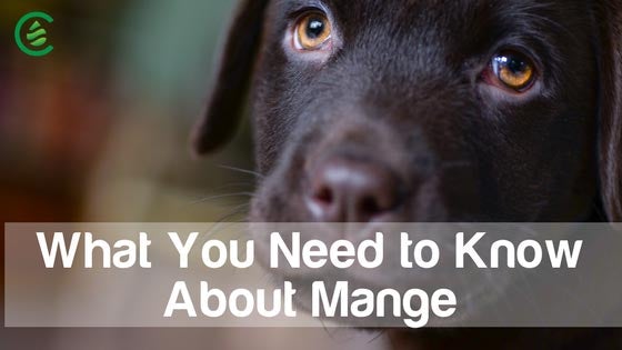 Treating mange with store apple cider vinegar