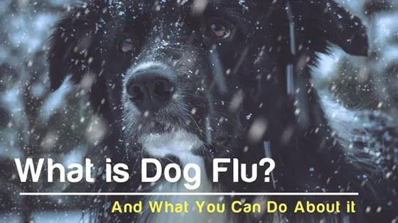 Cedarcide Blog Post Image, What is Dog Flu? And What You Can Do About It
