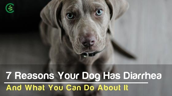 Cedarcide Blog Post Image, 7 Reasons Your Dog Has Diarrhea, And What You Can Do About It