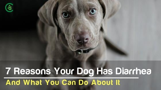 Cedarcide Blog Post Image, 7 Reasons Your Dog Has Diarrhea, And What You Can Do About It