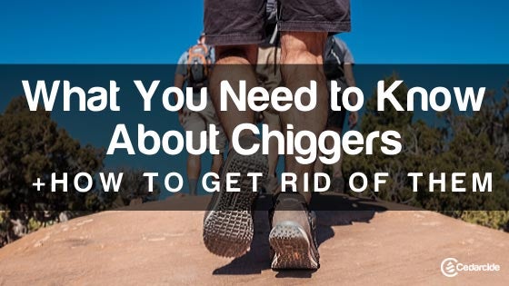 Cedarcide Blog Post Image, What You Need to Know About Chiggers + How to Get Rid of Them