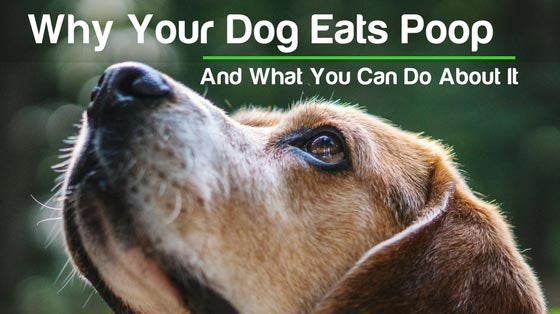 Cedarcide Blog Post Image, Why Your Dog Eats Poop, And What You Can Do About It