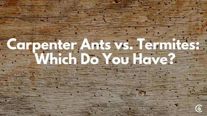 Cedarcide Blog Post Image, Carpenter Ants vs. Termites: Which Do You Have?