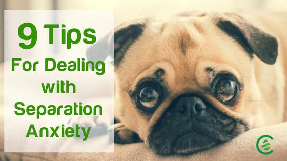 Cedarcide Blog Post Image, 9 Tips for Dealing With Your Dog's Separation Anxiety