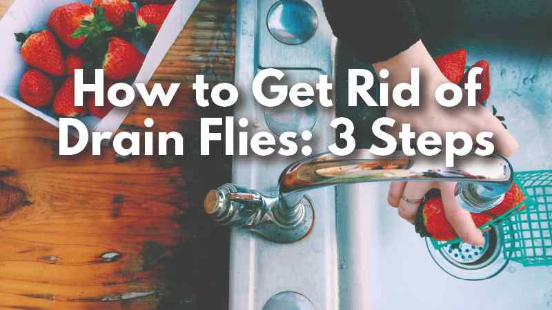 Cedarcide Blog Post Image, How to Get Rid of Drain Flies: 3 Steps