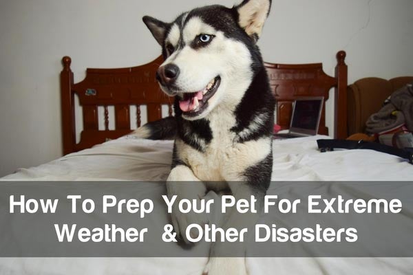 Cedarcide Blog Post Image, How To Prep Your Pet For Extreme Weather & Other Disasters