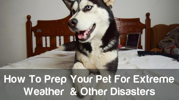 Cedarcide Blog Post Image, How To Prep Your Pet For Extreme Weather & Other Disasters