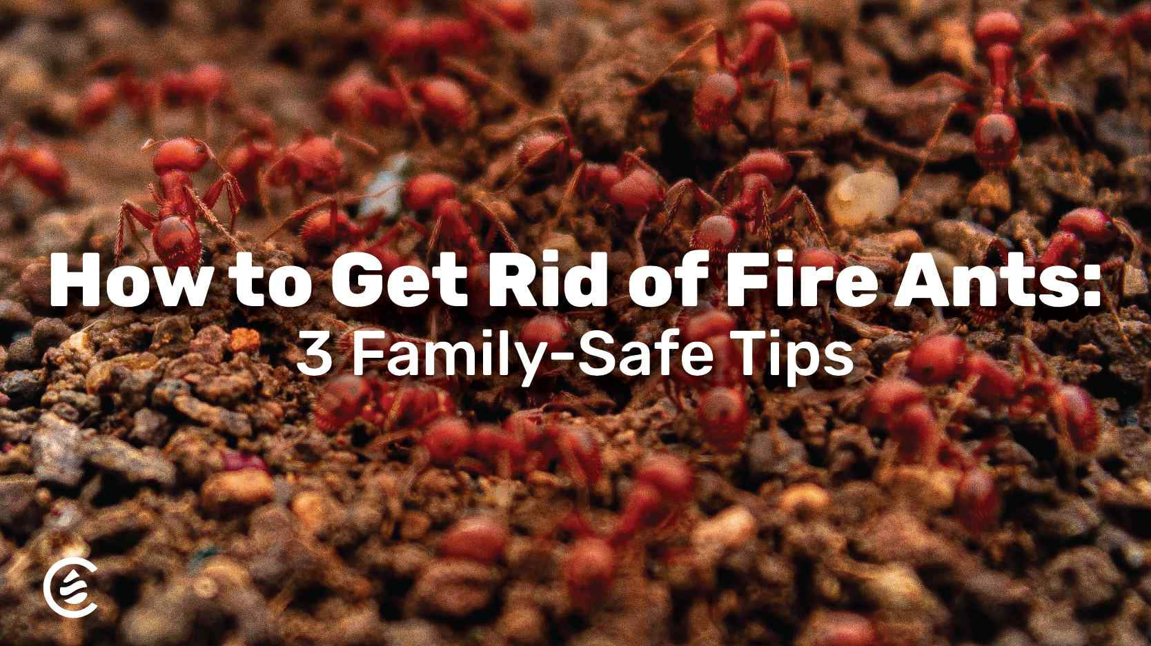 Cedarcide Blog Post Image, How to Get Rid of Fire Ants: 3 Family-Safe Tips