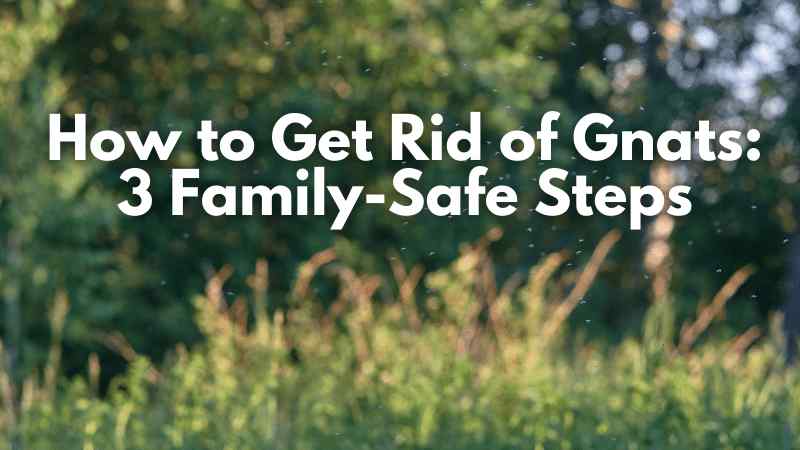 Cedarcide Blog Post Image, How to Get Rid of Gnats: 3 Family-Safe Steps