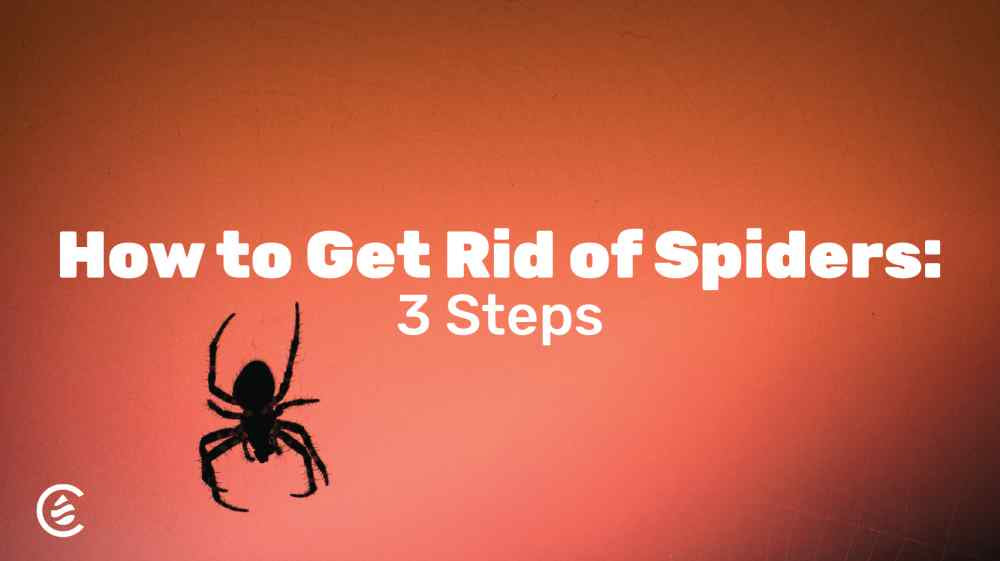 Cedarcide Blog Post Image, How to Get Rid of Spiders: 3 Steps