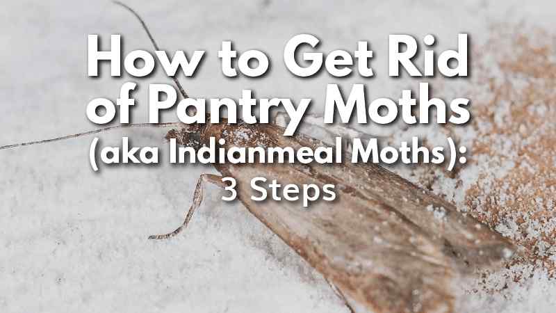 Cedarcide Blog Post Image, How to Get Rid of Pantry Moths: 3 Steps