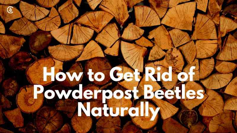 Cedarcide Blog Post Image, How to Get Rid of Powderpost Beetles Naturally
