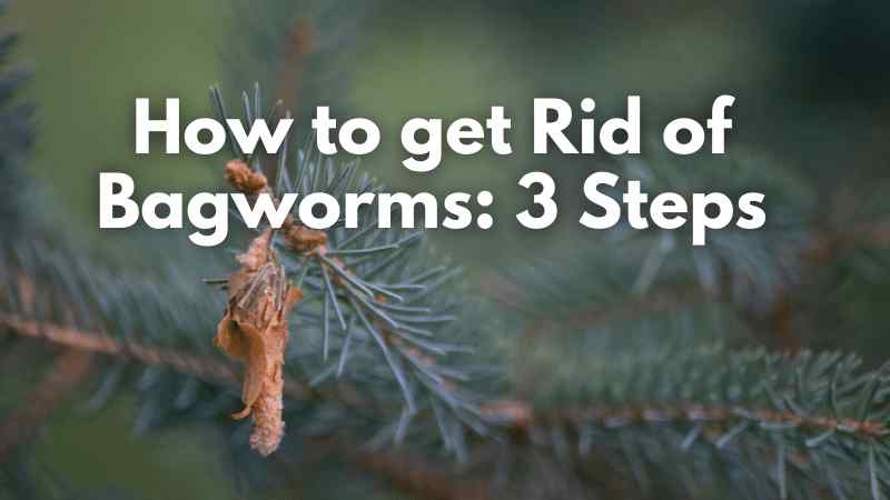 How to Get Rid of Gnats: 3 Family-Safe Steps