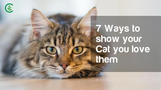 Cedarcide Blog Post Image, 7 Ways to Show Your Cat You Love Them
