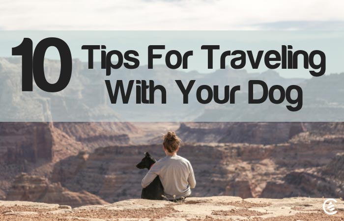 Cedarcide Blog Post Image, 10 Tips For Traveling With Your Dog🐾