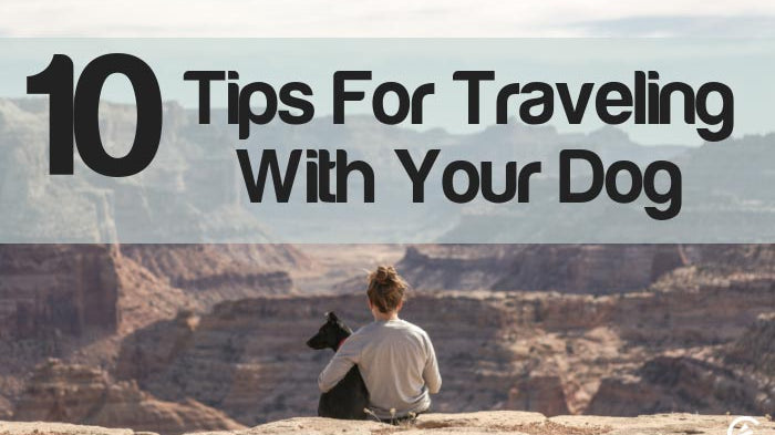 Cedarcide Blog Post Image, 10 Tips For Traveling With Your Dog🐾