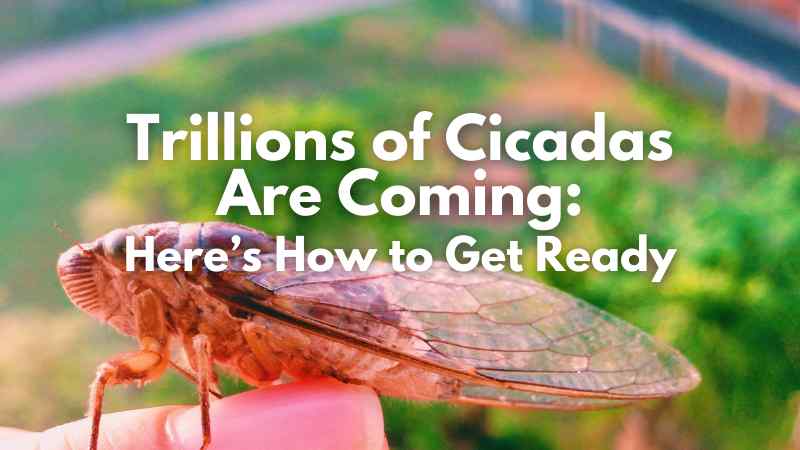 Trillions of Cicadas Are Coming: Here's How to Get Ready
