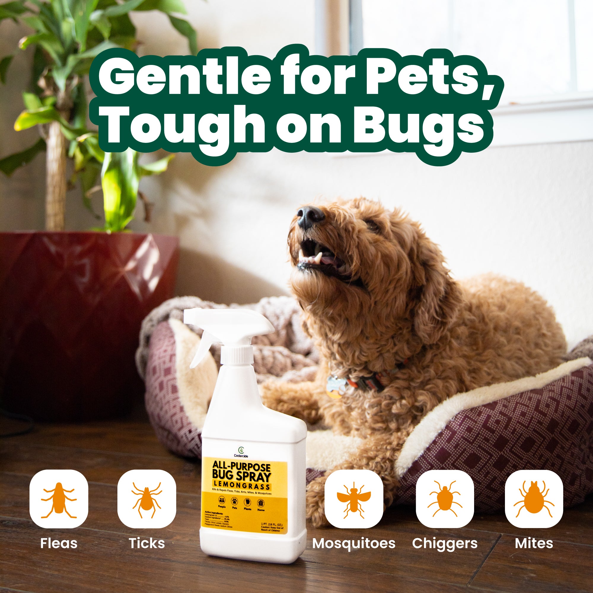 The Best Pet-Friendly All-Purpose Bug Spray | Cedarcide