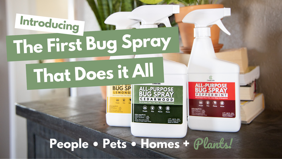 Nontoxic AllPurpose Bug Spray Kit for Families Cedarcide