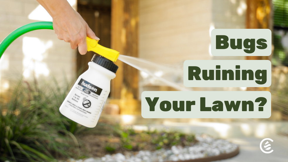 Use The Bug-free Lawn Kit To Get Rid Of Bugs 