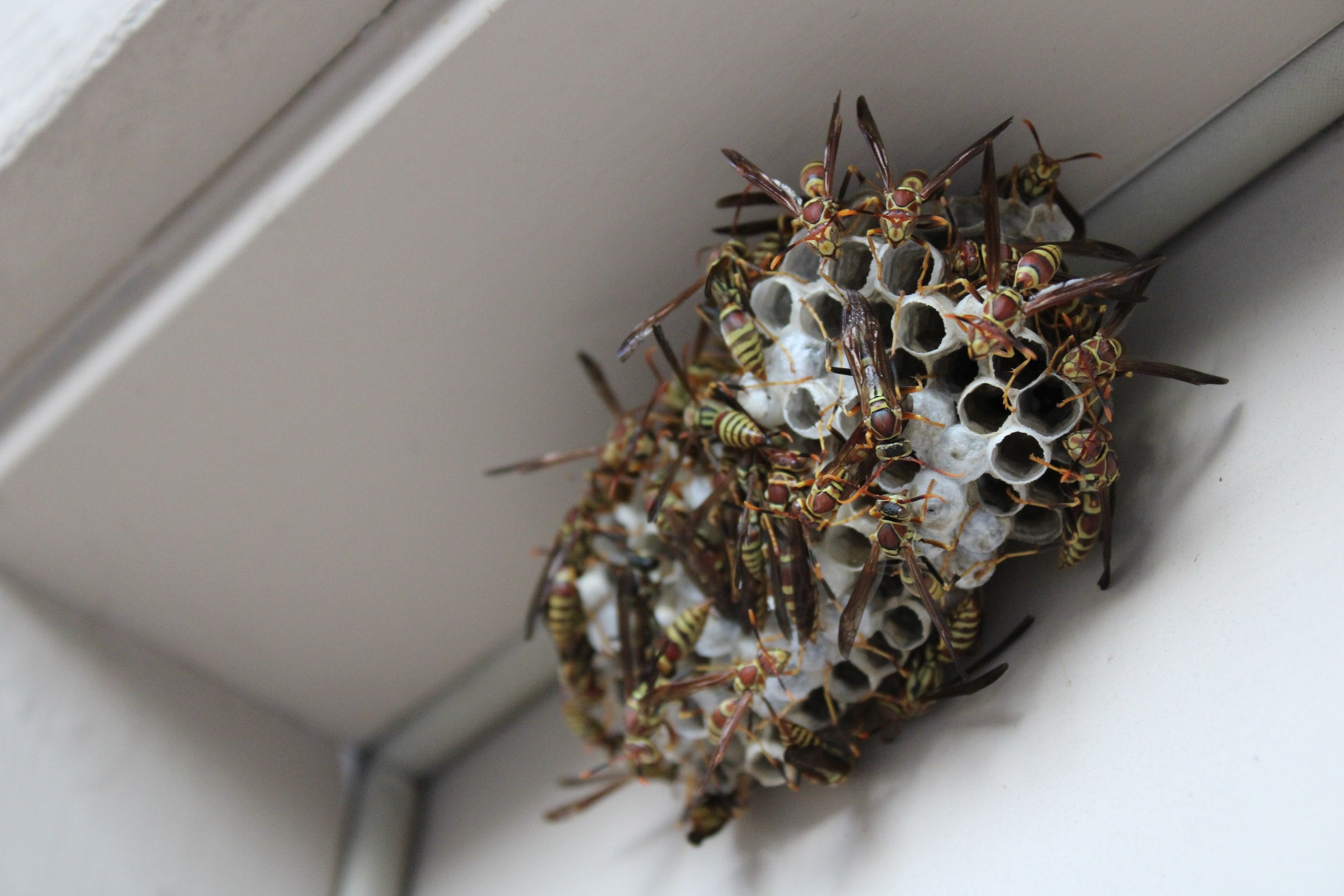 Does Cedar Repel Wasps? Discover the Natural Solution